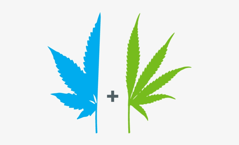 Cannabis Humidity For Grow Rooms - Cannabis, transparent png #969827