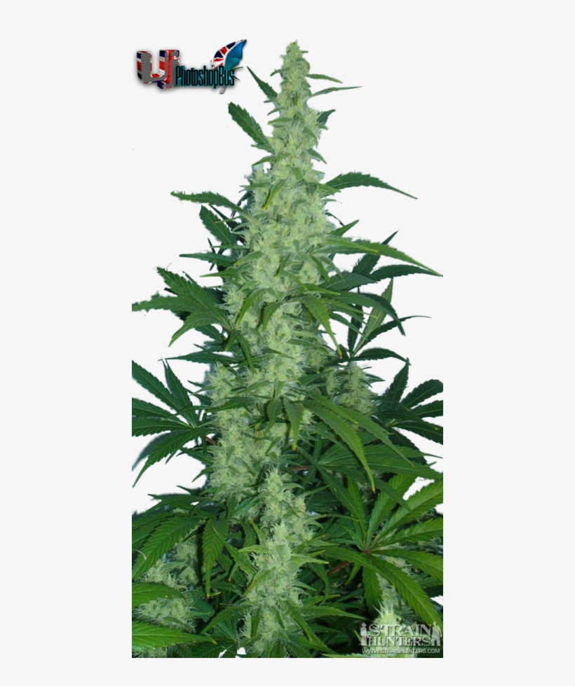 Growing Weed Plant Drawing - Northern Lights Cannabis, transparent png #969856