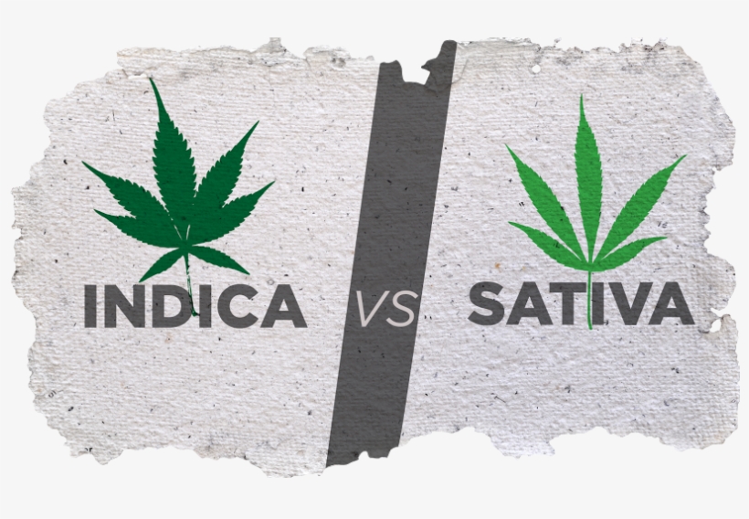 Cannabis - ההבדל בין סאטיבה לאינדיקה, transparent png #969905