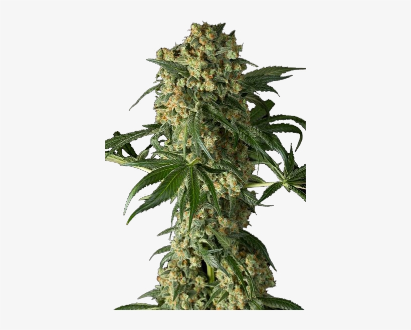 Weed Plant Png - Kush, transparent png #969955