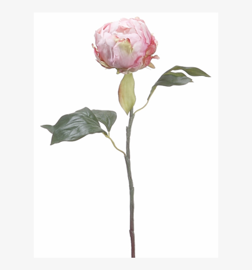 18" Peony Bud Spray Pink - Pink Peony Bud Flower, transparent png #9602683