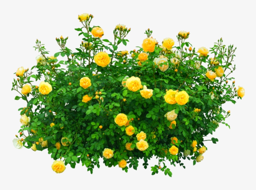 #flowers #bush #yellow #nature - Yellow Flower Bush Png, transparent png #9602767