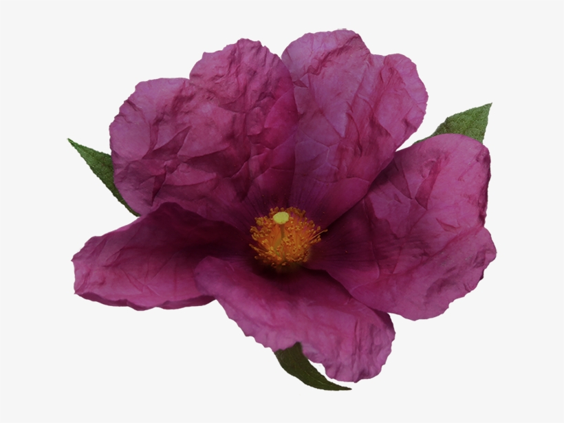 Noble Vii Rock Rose - Camellia Sasanqua, transparent png #9602944