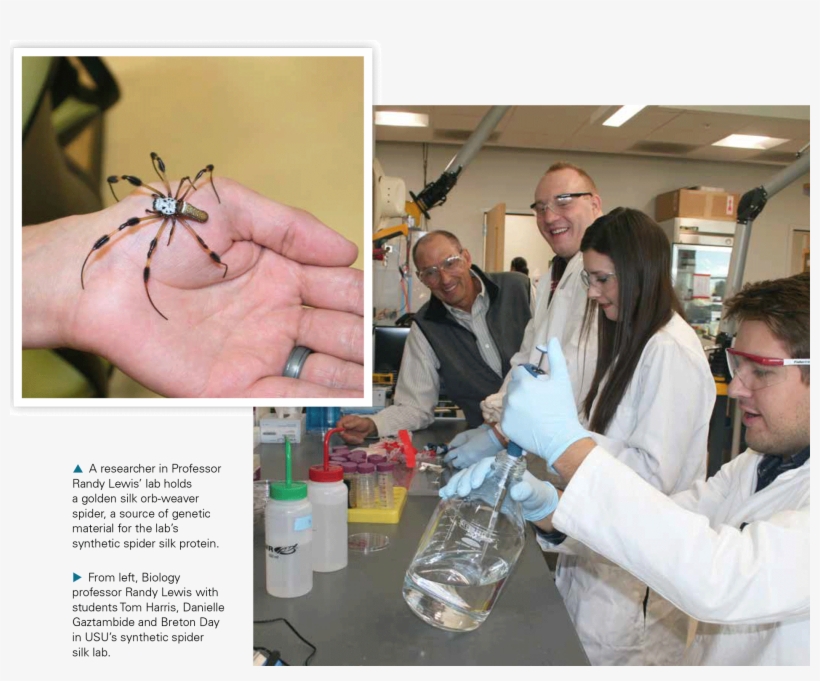 In Addition To The Transgenic Ruminants, The Usu Professor - Usu Spider Silk Lab, transparent png #9602946