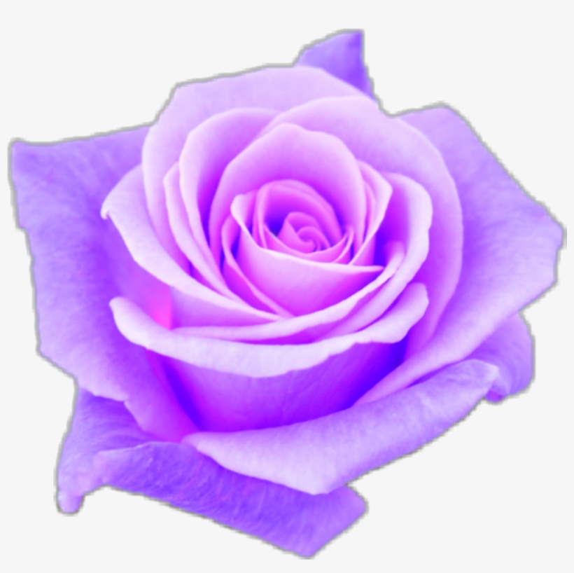 Aesthetic Transparent Purple Roses Png Aesthetic Transparent - Aesthetic Purple Rose, transparent png #9603016