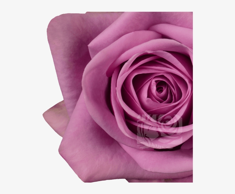 Dark Lavender Roses - Floribunda, transparent png #9603078