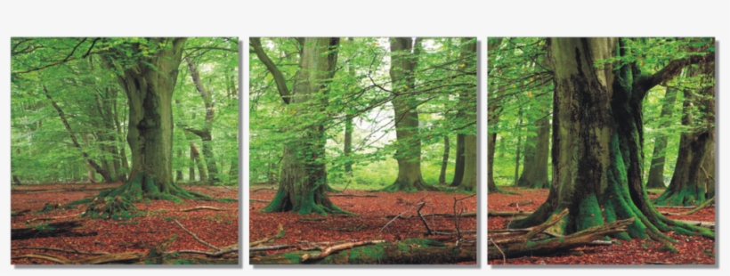 Fairytail Forest 3 Piece Wall Decor - Forest Banner, transparent png #9606157