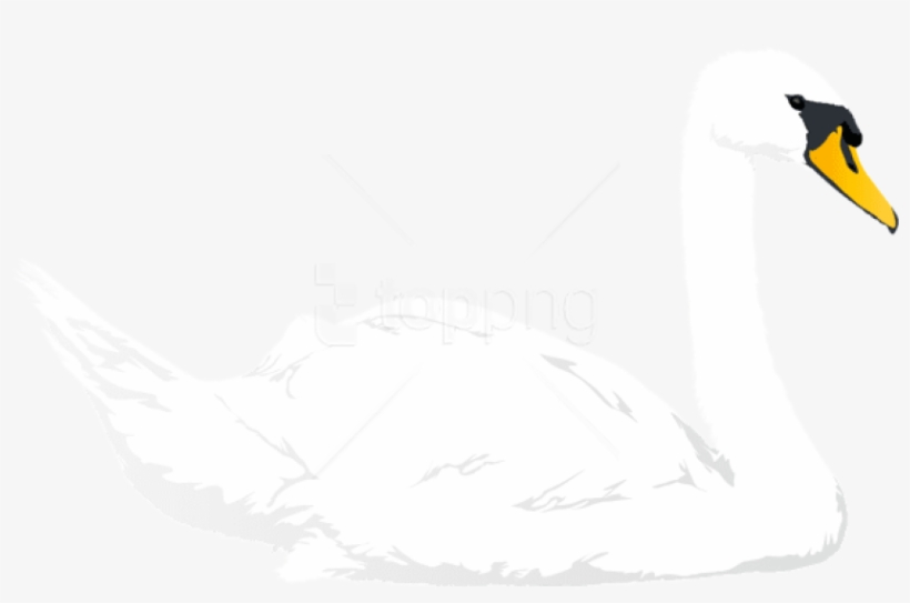 Free Png Download Swan Transparent Png Images Background - Tundra Swan, transparent png #9606269