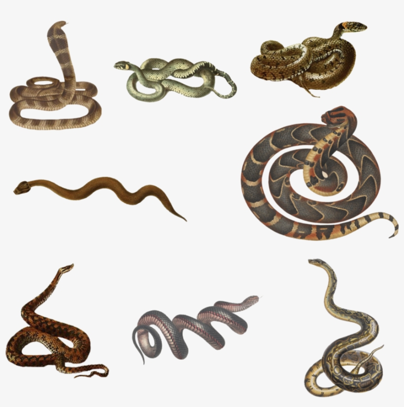 Snakes Png - Black Snake, Pseudechis Porphyriacus, transparent png #9606310