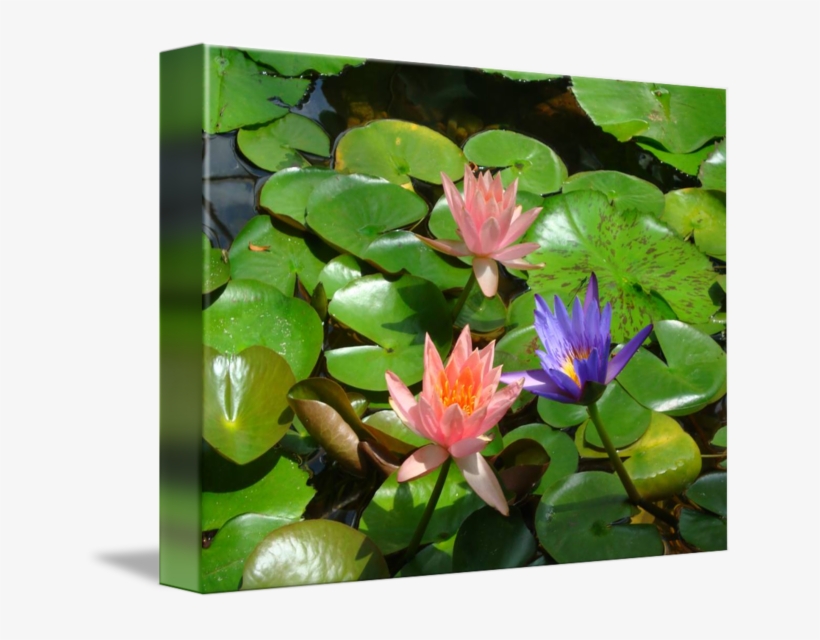 650 X 560 7 - Water Lily, transparent png #9608436