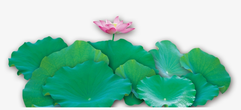 Water Lily Clipart Lotus Leaves - Sacred Lotus, transparent png #9608537