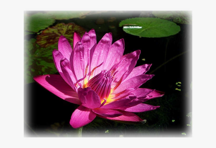 Water Lily "mameaw" - Sacred Lotus, transparent png #9608545