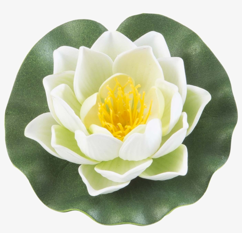 Floating Flowers Foam - Sacred Lotus, transparent png #9608589