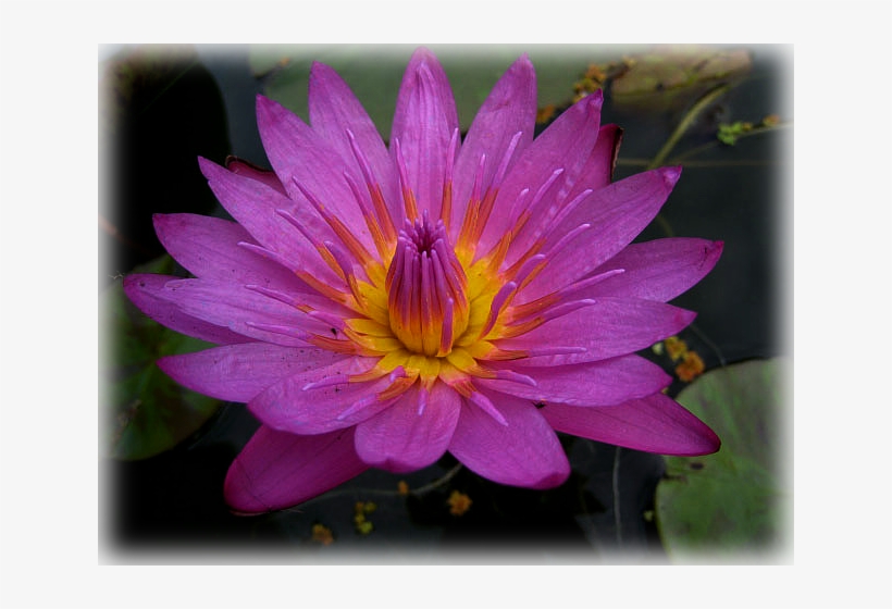 Water Lily "mameaw", transparent png #9608727
