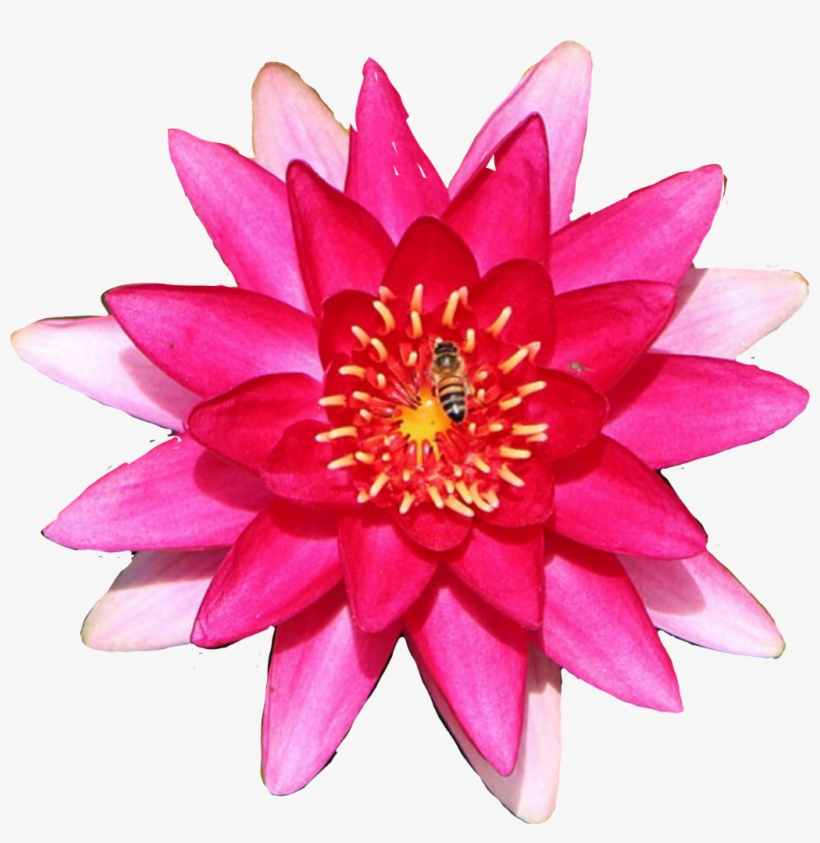 #lily #flower #waterlily - Water Lily, transparent png #9608733
