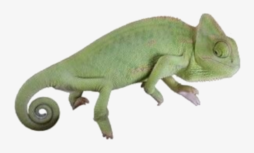 #moodboard #png #filler #nichememe #polyvore #chameleon - Green Iguana, transparent png #9608782