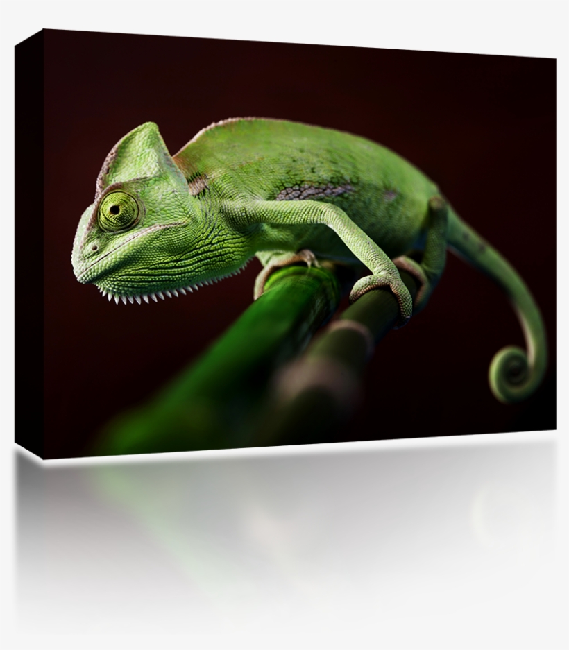Veiled Chameleon - Common Chameleon, transparent png #9608786