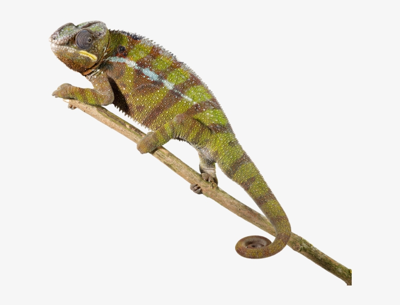 Lagarto Reptil Ag Midos Minima De Serpiente - Reptile Transparent, transparent png #9608877