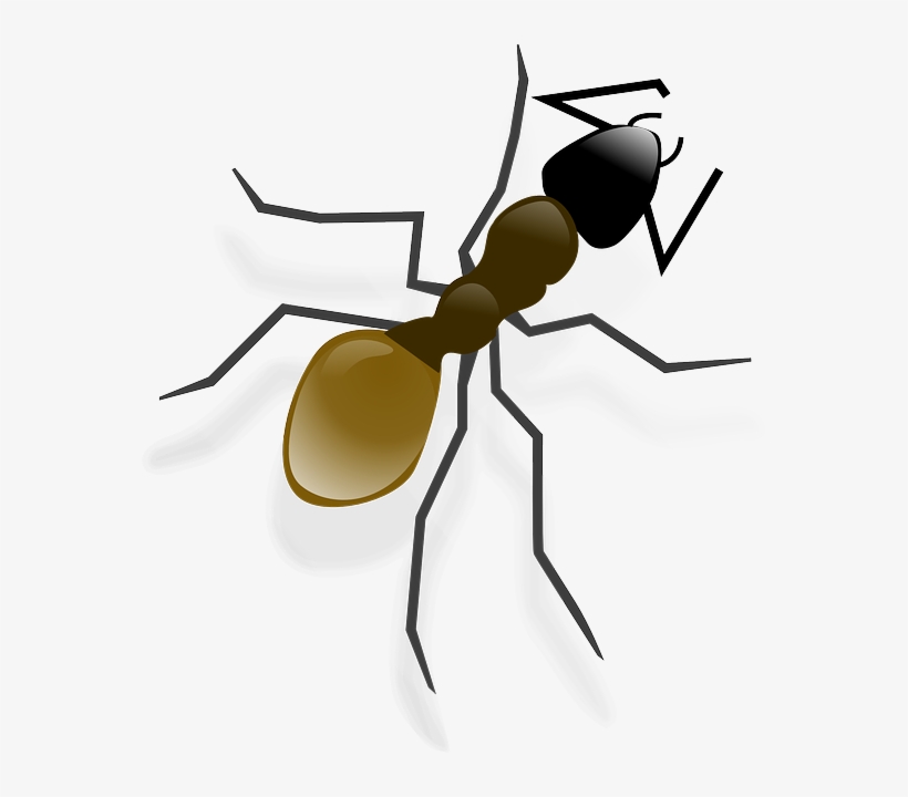 Ant, Insect, Animal, Wildlife - Ant Clip Art, transparent png #9609835