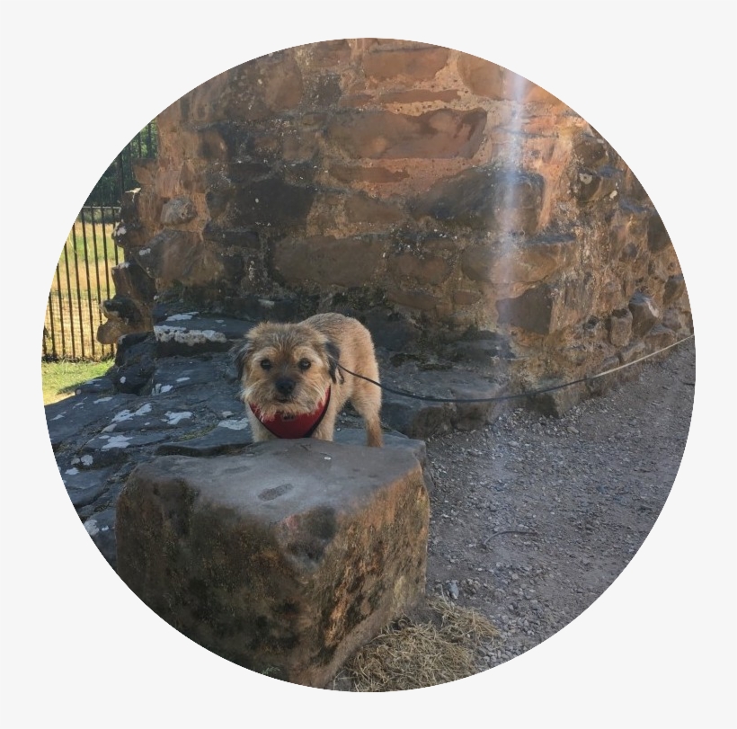 Indy Admiring The Ruins Of Kenilworth Castel In Warwickshire - Dog Catches Something, transparent png #9610911