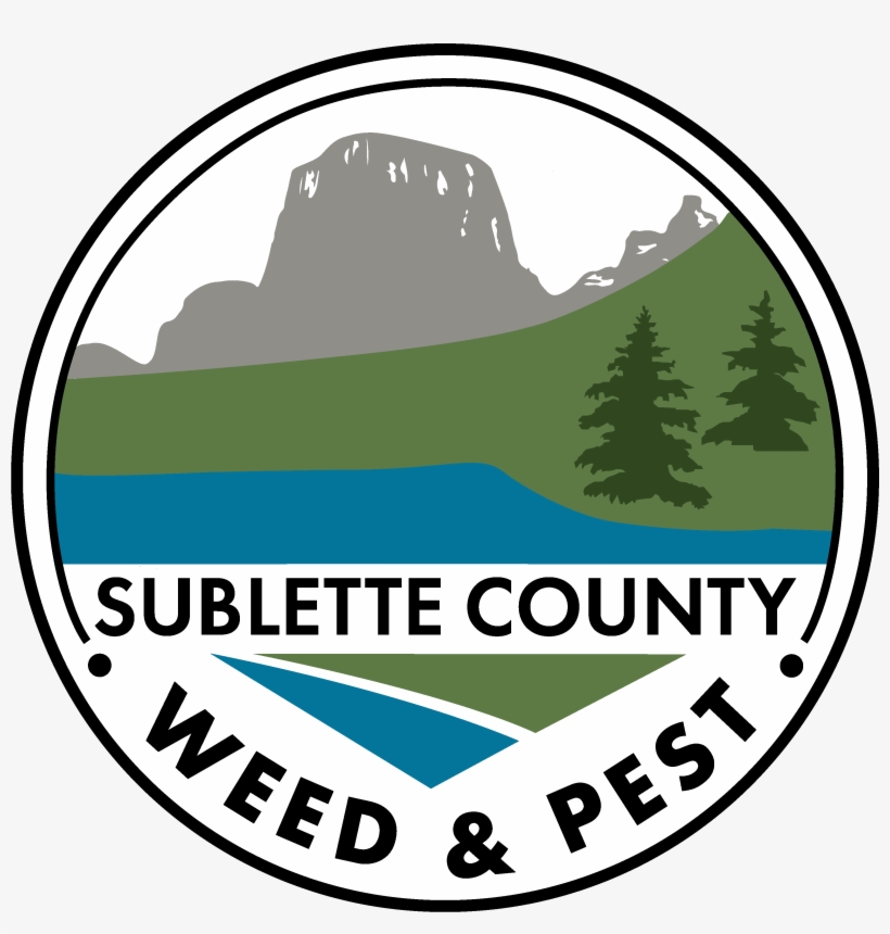 Colorado Spruce, transparent png #9612908