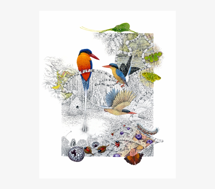 Image Of Paradise Kingfisher - King Penguin, transparent png #9614095