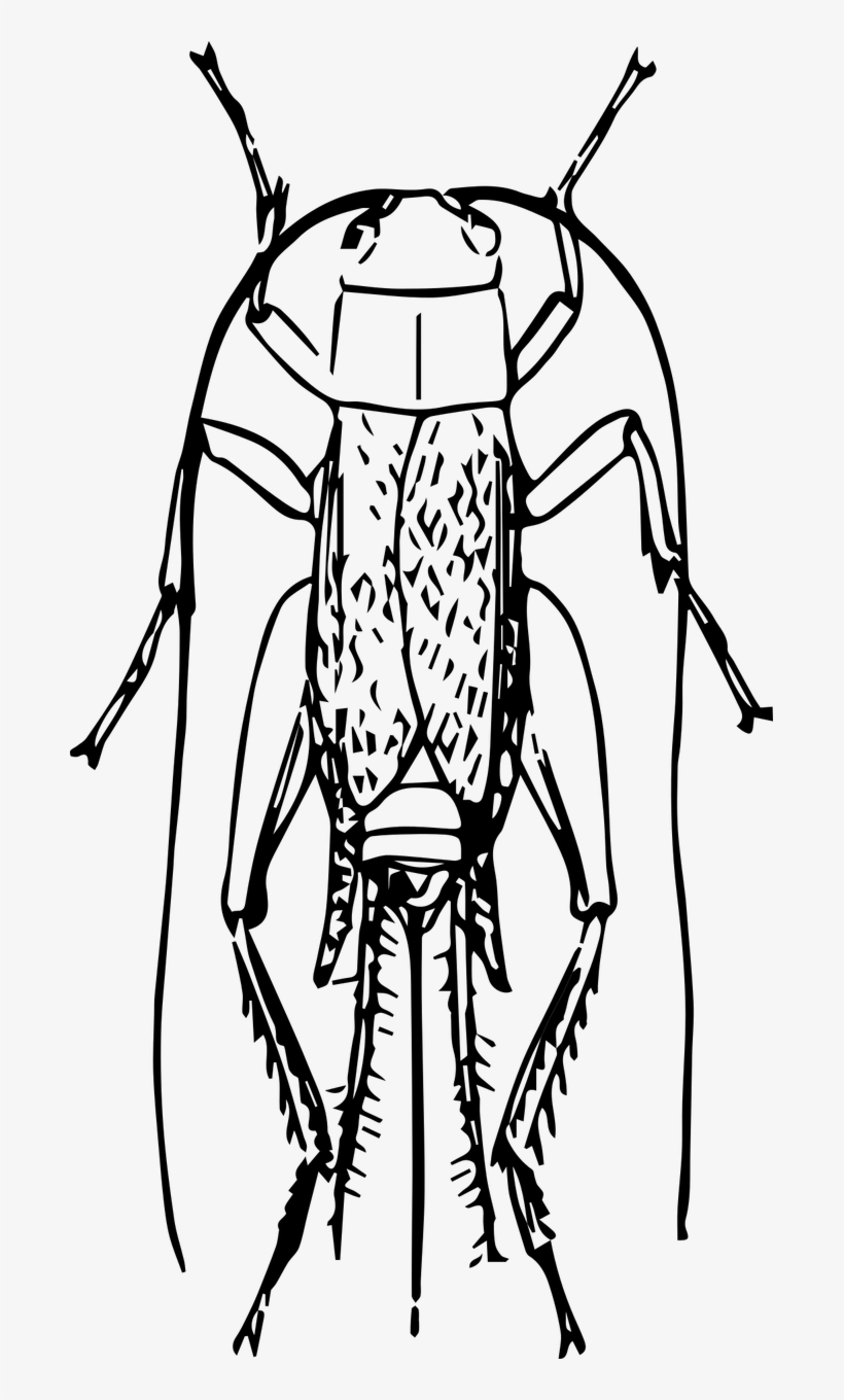 Cricket Bug Png - Insect, transparent png #9614838