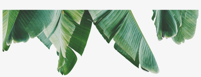 Tree, transparent png #9616356