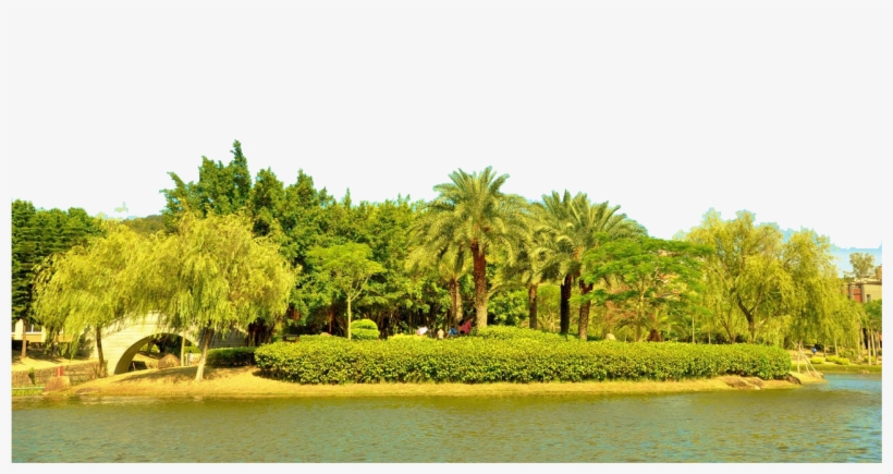 Clip Free Download Vector River Scenery - Attalea Speciosa, transparent png #9616535