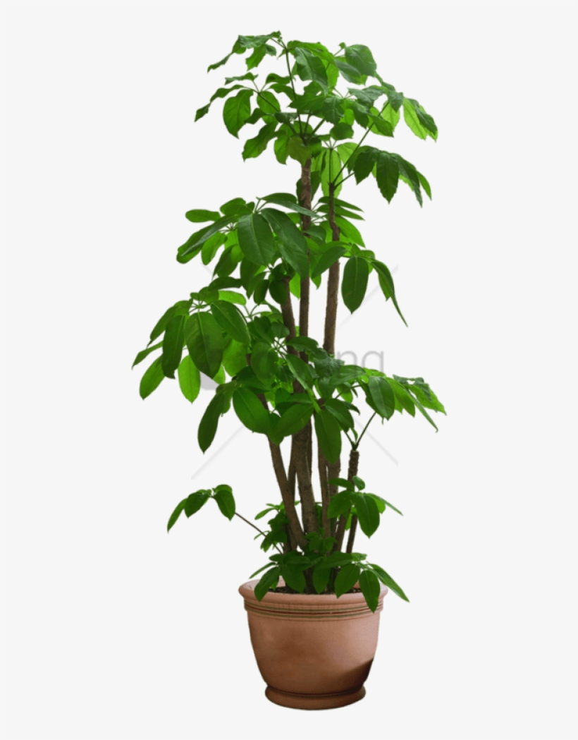 Free Png Transparent Flower Pot Png Image With Transparent - Transparent Background Pot Plant Png, transparent png #9620794