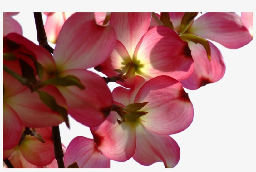 Share This Image - Wallpaper, transparent png #9620865