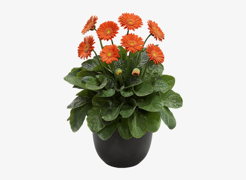 Florist Holland - Barberton Daisy, transparent png #9621044