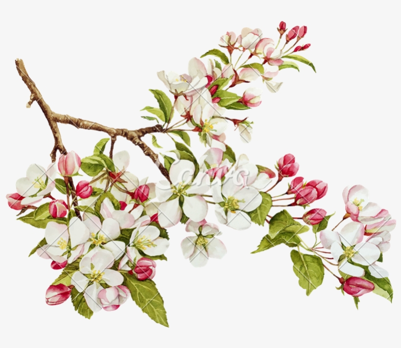 Botanical Watercolor With Spring In Photos By - Apple Tree Blossom Illustration, transparent png #9623573