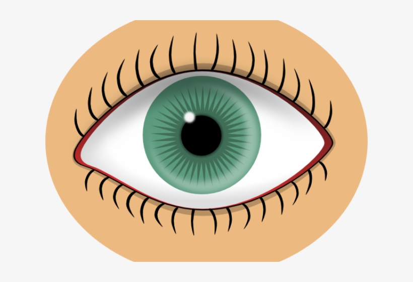 Sense Organs Eye Clipart Free Transparent Png Download Pngkey