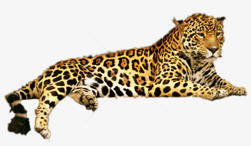 Free Png Jaguar Png Png Images Transparent - Jaguar Animal, transparent png #9624900