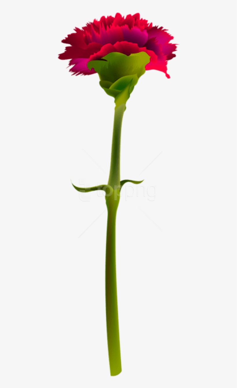 Free Png Download Red Carnation Png Images Background - Transparent Background Red Carnation Png, transparent png #9624939
