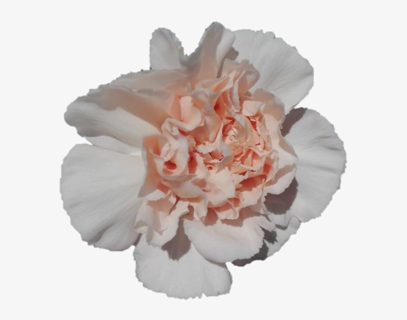 Lizzy - Carnation - Carnation, transparent png #9625102