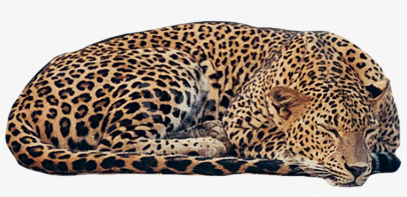 Free Png Download Jaguar Free Png Png Images Background - African Leopard, transparent png #9625106