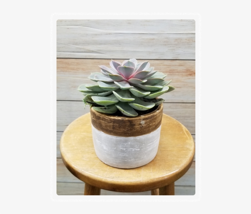 Succulent Plant Var - Flowerpot, transparent png #9625413