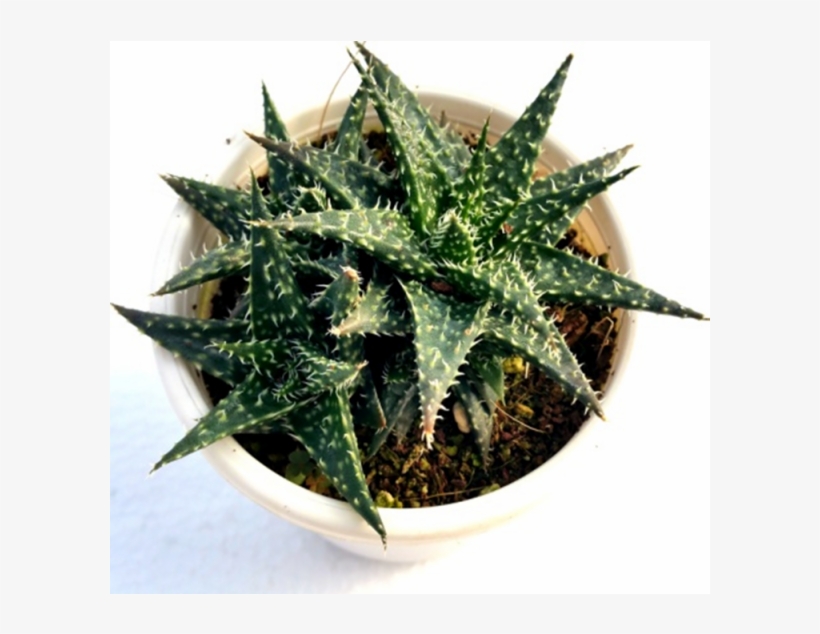 Aloe Minnie Belle Succulent Plant - Aloe Minnie Belle, transparent png #9625481