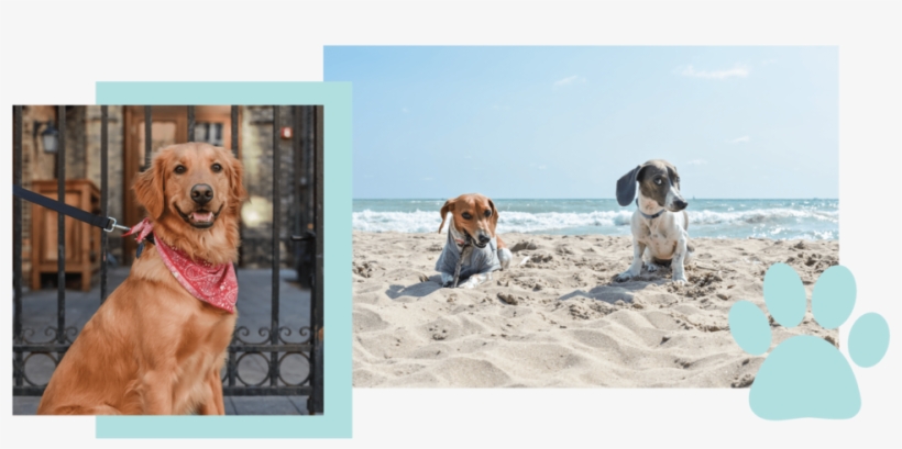 Dogs Of Mke Milwaukee Pet Photography Jen Ohara - Beagle, transparent png #9625855