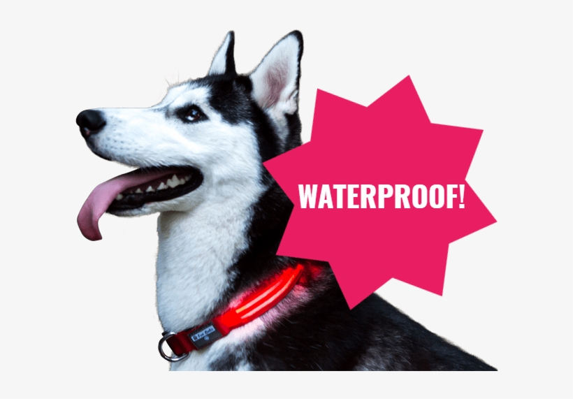 Dog Yawns, transparent png #9625894