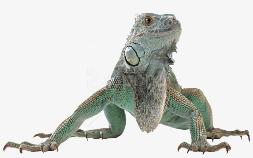 Free Png Download Lizard Free Desktop Png Images Background - Lizard Png, transparent png #9626504
