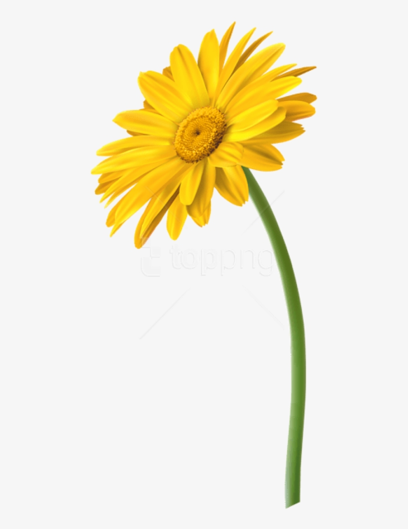 Free Png Download Yellow Gerbera Flower Png Images - Marguerite Daisy, transparent png #9626852