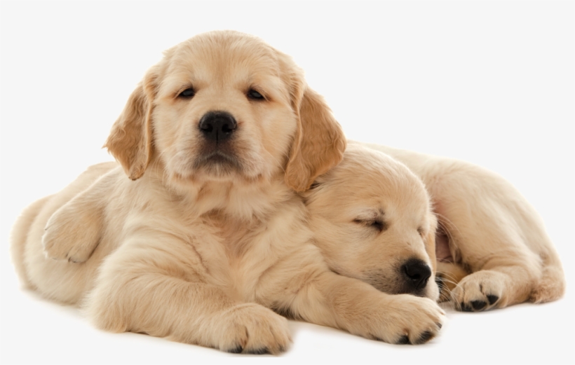 Pair Of Pups - Fa Képkeret, transparent png #9627143