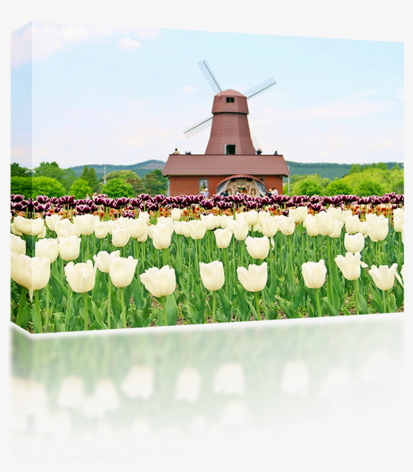 Windmill, transparent png #9627178