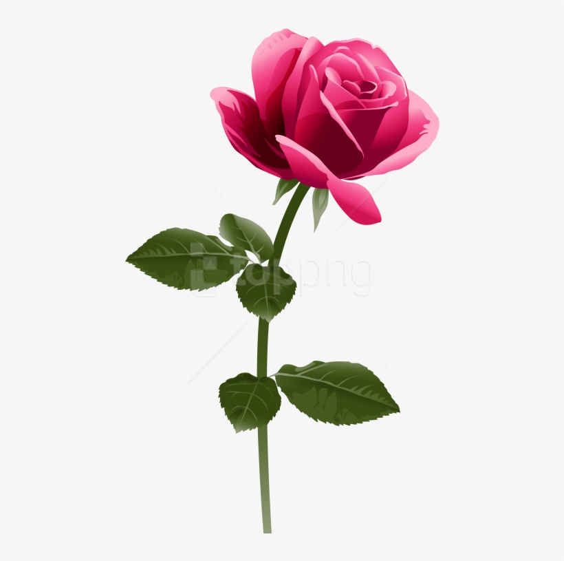 Free Png Download Pink Rose Image Clipart Png Photo - Pink Rose Png Clipart, transparent png #9628816