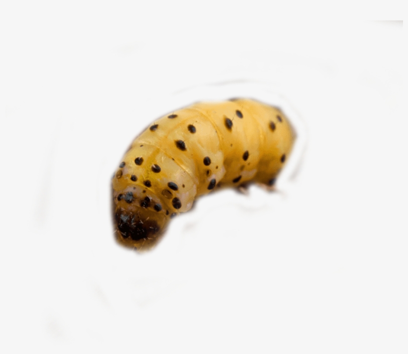 Woodworm Control And Woodworm Treatment By Swat Pest - Caterpillar, transparent png #9629037