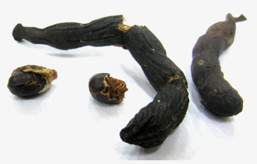 Xylopia Africana Seed Pods - Seed Pod Png, transparent png #9631385
