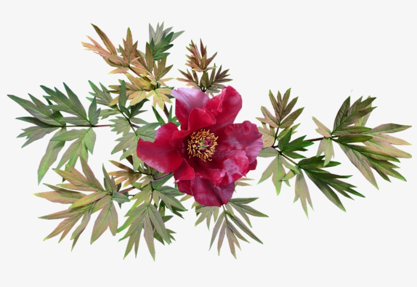 Peony, Red, Flower, Leaves - Pixabay Piwonia Png, transparent png #9632377
